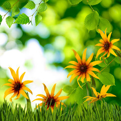 Image of beautiful flowers in garden closeup