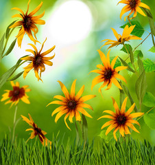 Image of beautiful flowers in garden closeup