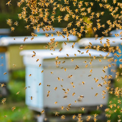 rój pszczół w pasiece © Darios