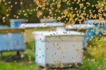 rój pszczół w pasiece © Darios