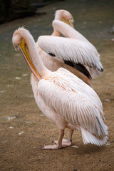 White pelican (Pelecanus onocrotalus).