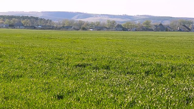 Green winter wheat field swaying in wind against blue sky