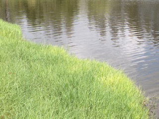 grass on river