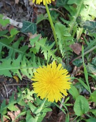 Pissenlit