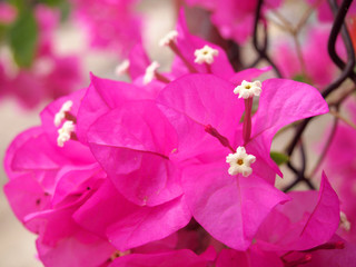 Obraz na płótnie Canvas Pink Bougainvillea flowers