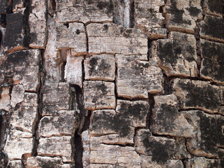 Tree bark texture