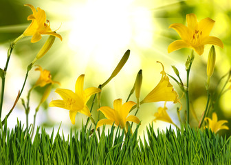 beautiful flowers on a green background