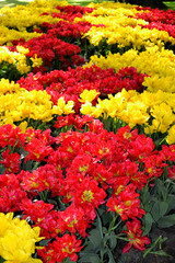 Colorful tulips in spring. Keukenhof, Netherlands