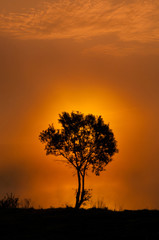 Fototapeta na wymiar the tree near the lake on the sunrise