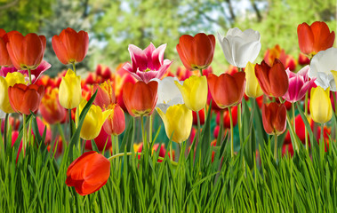 Obraz premium Image of many flowers of tulips in a garden close-up