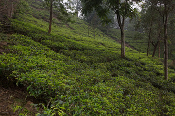 Fototapeta na wymiar Teeplantage in Sri Lanka