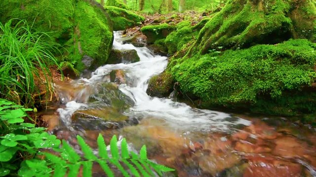 Closeup video of a forest brook with moss covered surroundings