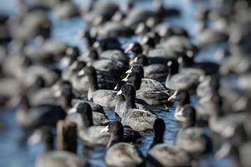 flock of coots ( fulica atra ) on frozen lake
