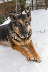 Portrait of a dog lying in the snow