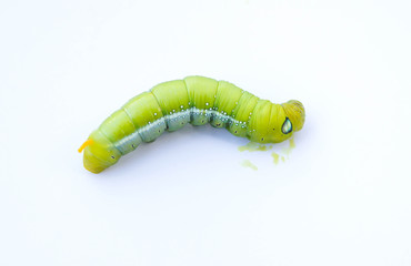 Green caterpillar lying dead on white background