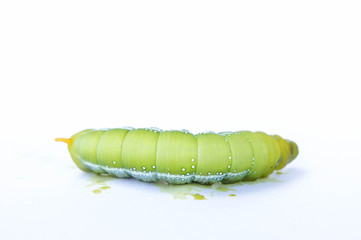 Green caterpillar lying dead on white background