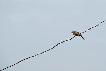 Bird on cable.