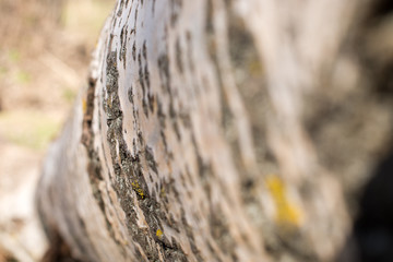Background from poplar bark. Texture of bark of tree.