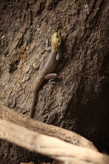 yellow headed lizard on a tree
