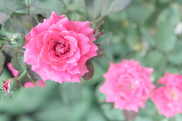 Beautiful pink rose in the garden, pink roses with background blurred