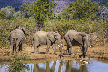 Fototapeta premium African bush elephant in Kruger National park, South Africa