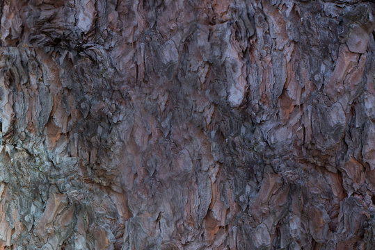 Texture from the bark deciduous tree.