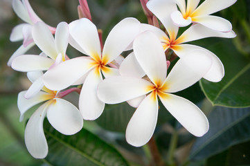 white plumeria flowers