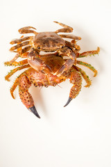 two Mediterranean crabs