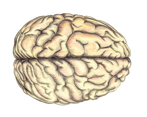 Human brain view from above, hand drawn medical illustration, color pencils drawing with imitation of lithography