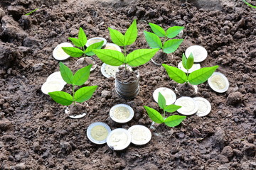 Concept of money tree growing from money. Financial and saving concept.