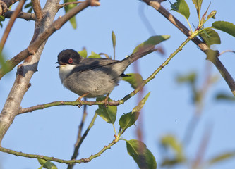 Sardinian Warbler (Sylvia melanocephala), male siging in a tree, Droushia, Paphos, Cyprus.