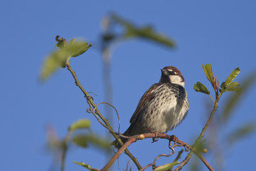 Spanish Sparrow, (Passer hispaniolensis), male in a tree against a blue sky, Droushia, Cyprus.