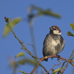 Spanish Sparrow, (Passer hispaniolensis), male in a tree against a blue sky, Droushia, Cyprus.