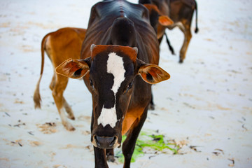 Humpback cows on the beach of Zanzibar