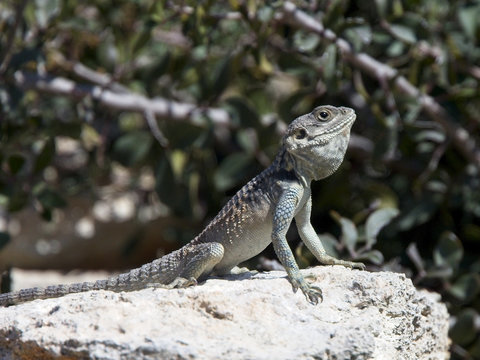 Starred or Hardun Agama (Laudakia stellio cypriaca) sitting up with its throat pouch extended in display, near Paphos, Cyprus.