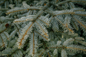 Texture from blue spruce branches, spring and summer