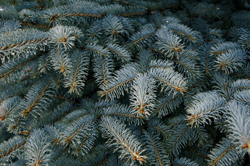 Naklejka na ściany i meble Texture from blue spruce branches, spring and summer