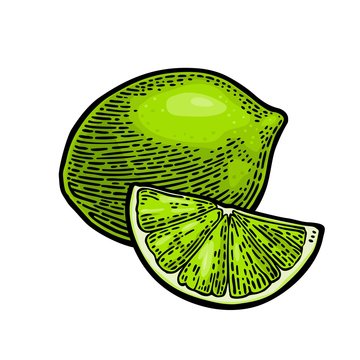 Lime whole and slice. Vintage vector engraving illustration