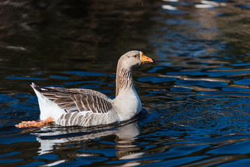 Son Bou nature reserve, Menorca. Spain