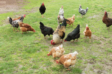 rooster and chickens on green grass