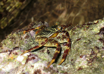 Sea crab on the bottom of the Red Sea