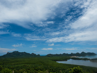 mangrove and the blue sky