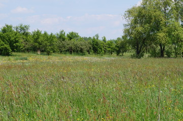 Obraz premium Wiosenna zieleń