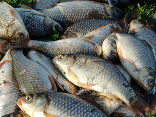 Caught fish lying on the grass closeup