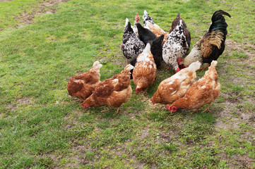 rooster and chickens on green grass