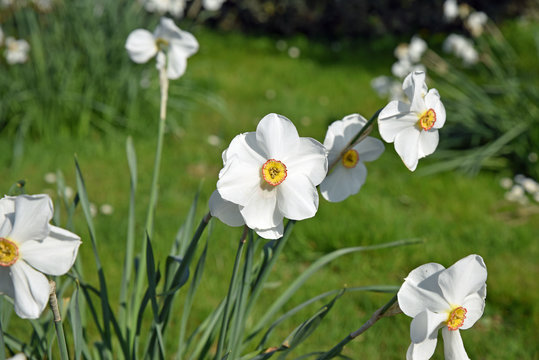 Narcisse blanc au printemps au jardin