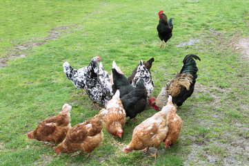 rooster and chickens on green grass