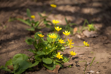 The first spring flowers / background