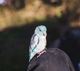 Blue and White Bird on Person's Knee
