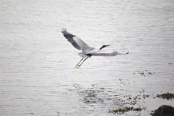 Heron Flying Over Ocean Water